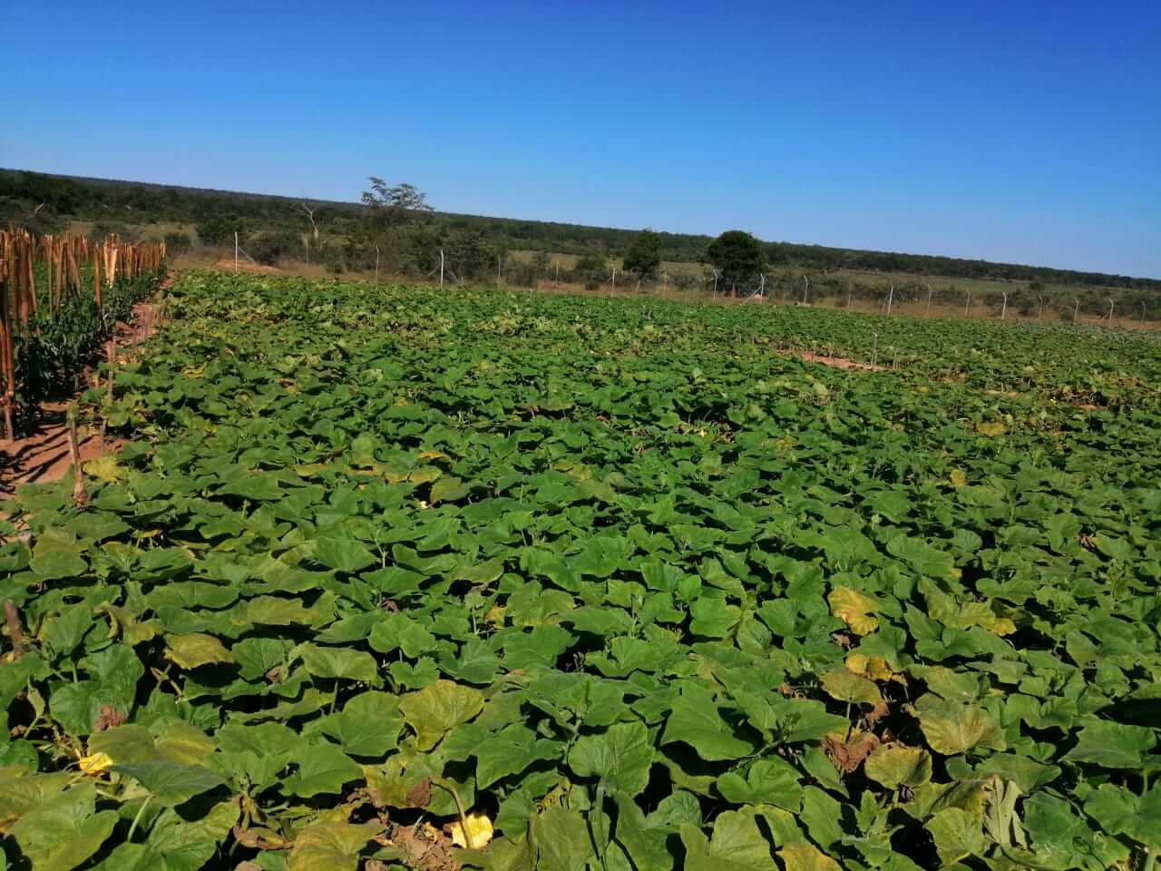 Field project implementation