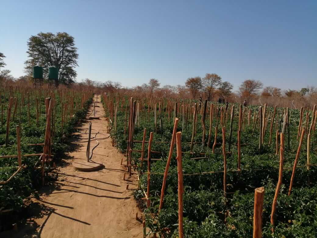 Smallholder irrigation and VBU strengthening