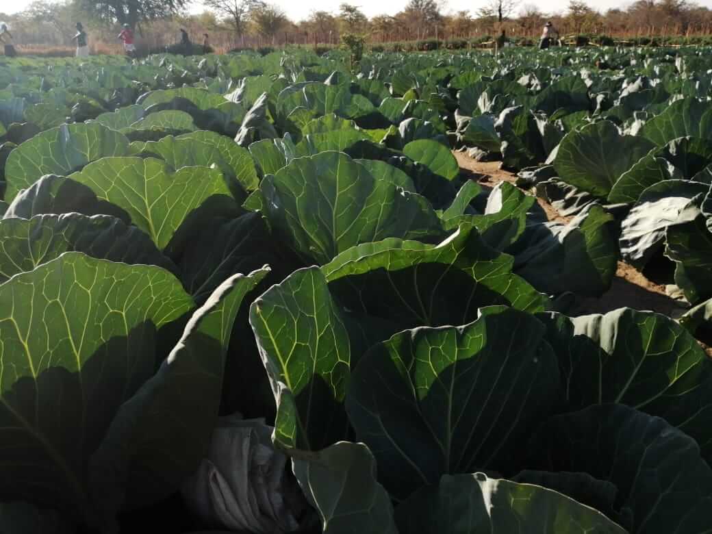 Agricultural livelihoods and horticulture activity